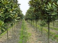金彪苗圃广玉兰种植基地 提供9月南京最新广玉兰树价格