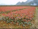 農興花木 南陽紅葉石楠養植 常先生