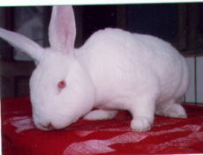 獭兔 獭兔价格 獭兔养殖场 獭兔养殖技术 圣源养殖场