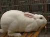 獭兔养殖 獭兔饲养前景 獭兔养殖效益