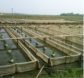 水蛭养殖/水蛭养殖模式/水蛭养殖厂家/苏源水蛭养殖中国