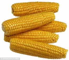 天惠养殖常年求购玉米小麦大麦大豆高粱豆粕米糠粕