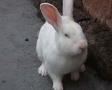 獭兔 獭兔养殖场 獭兔种兔 种兔价格 圣源养殖场
