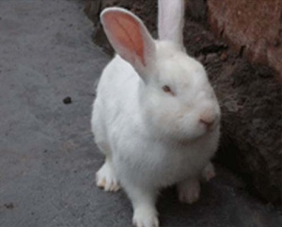 獭兔 獭兔养殖场 獭兔种兔 种兔价格 圣源养殖场