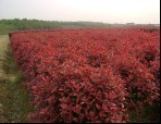 鄭州紅葉石楠培育基地 鄭州專業培育紅葉石楠