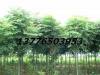 余林苗圃提供9月最新 南京朴树价格 榔榆价格 栾树价格
