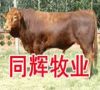 四川肉牛犊繁殖场 四川哪有卖小牛的 四川肉牛的价格