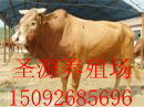 张家口哪里有卖牛的什么地方能买到牛张家口哪里能买到牛