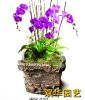 杭州双华园艺管理花卉企业公司 租摆植物 租摆绿化