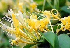 金银花最新价格 金银花哪个品种好 金银花种植前景