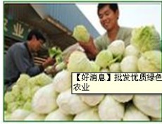 绿色有机蔬菜 绿色有机蔬菜供应商---京青农业合作社
