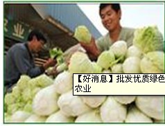 綠色有機蔬菜 綠色有機蔬菜供應商---京青農(nóng)業(yè)合作社