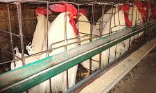 辛集最大的种鸡养殖场 辛集种鸡养殖技术 辛集种鸡价格