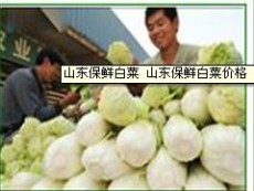 有机蔬菜基地 绿色有机蔬菜基地---京青农业合作社
