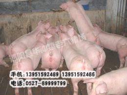 今日山东仔猪价格表江苏老六猪场供应