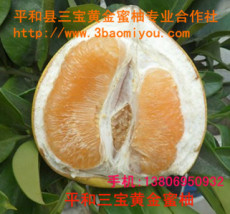 黄金蜜柚红肉蜜柚 黄肉蜜柚平和县三宝蜜柚有限公司