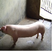 种猪养殖场 种猪养殖基地 种猪价格 草水养殖