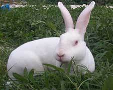 种兔繁殖 獭兔种兔价格 獭兔养殖场 獭兔笼 圣源养殖场