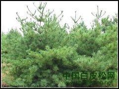 大量供应 白皮松 国槐 华山松