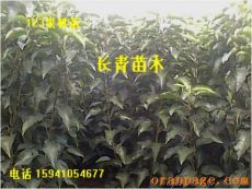 123苹果苗/123苹果苗价格