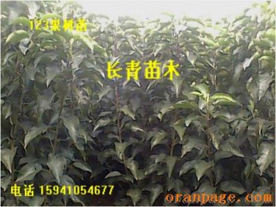 123苹果苗/123苹果苗价格/辽宁地区123苹果苗