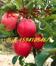 123苹果苗