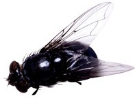 包吃住 苍蝇蝇蛆养殖最新技术