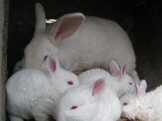 供应獭兔 獭兔养殖技术 免费销售热线