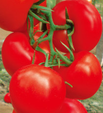 百度推荐 寿光番茄种子 番茄种子批发 番茄种子价格