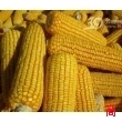 佳佳乐公司长期收购 大量优质玉米小麦
