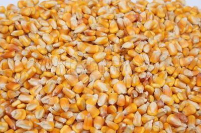 正太现款求购玉米小麦大豆油糠碎米麸皮鱼粉等饲料原料
