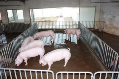 2011年11月仔猪价格江苏老六猪场供应