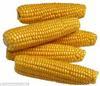 成都佳杰饲料单位长期采购大批玉米小麦麸皮等饲料原料