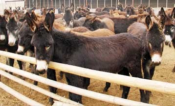 肉驴养殖场 种驴繁殖基地