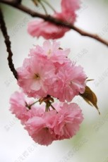 全国最多的樱花品种华茂樱花基地