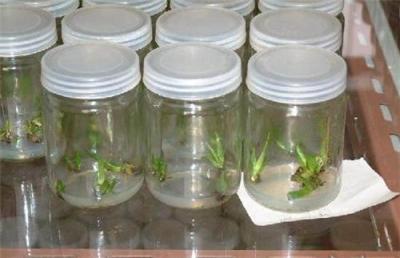 玻璃瓶 菌苗组培瓶 菌种瓶 虫草瓶
