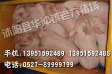 苏太母猪价格350元/头欢迎选购