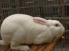獭兔养殖技术 獭兔养殖前景 獭兔皮草 獭兔养殖