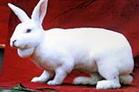 獭兔价格 养兔-山东亿鑫獭兔种兔肉兔养殖场