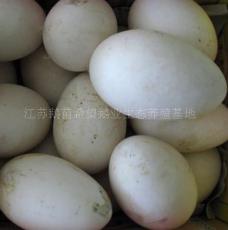 上海鹅蛋价格济南鹅蛋价格浙江鹅蛋价格北京鹅蛋价格