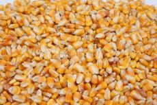 常年对外现金收购 玉米 大豆 大 小 麦