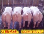 上海苗猪价格 上海二元苗猪 上海苗猪批发