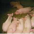 江蘇鴻達苗豬養殖場 面向全國供應仔豬