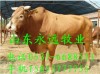 河南肉牛养殖场在哪里