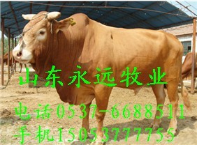 河南中站肉牛养殖场