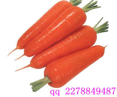 高产萝卜种子 进口萝卜种子 新黑田红参-胡萝卜种子
