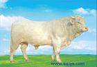 全国各地鲁西黄牛肉牛肉牛价格价格最优惠养牛基地