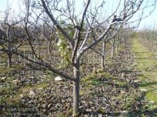 大规格果树-占地树-1-15公分核桃树 梨树 苹果树 柿树