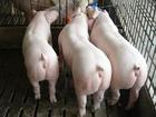 场常年供10-60公斤优质仔猪