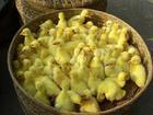皖西鹅苗 山东最大的鹅苗孵化公司-明奥鹅业